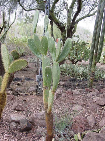 Opuntia megasperma Online Guide to the positive identification of Members of the