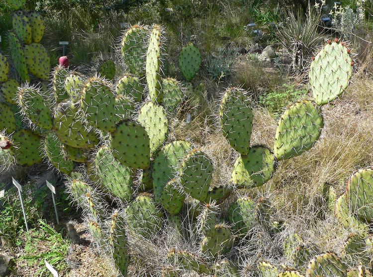 Opuntia phaeacantha Opuntia phaeacantha Prickly Pear plant lust