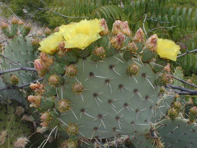 Opuntia phaeacantha Desert Prickly Pear Opuntia phaeacantha