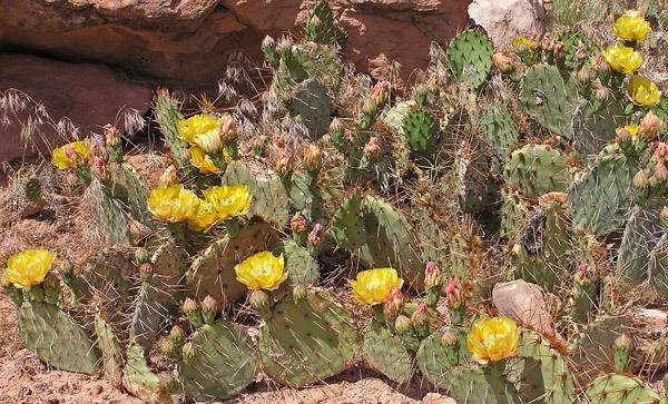 Opuntia phaeacantha Southwest Colorado Wildflowers Cactaceae