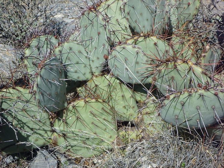 Opuntia phaeacantha Opuntia phaeacantha tulip prickly pear