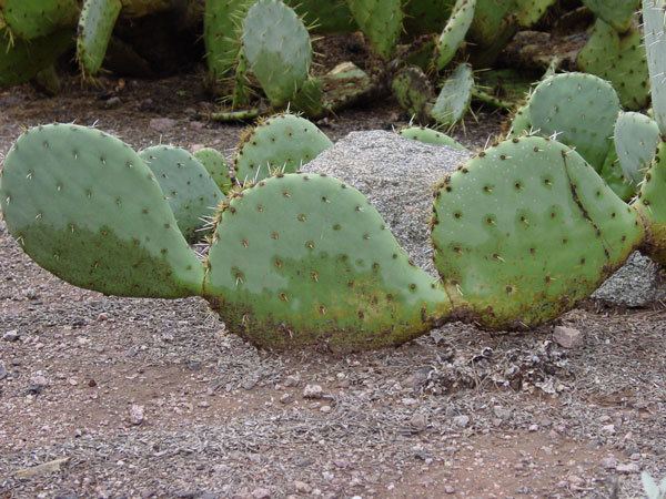 Opuntia rastrera Online Guide to the positive identification of Members of the