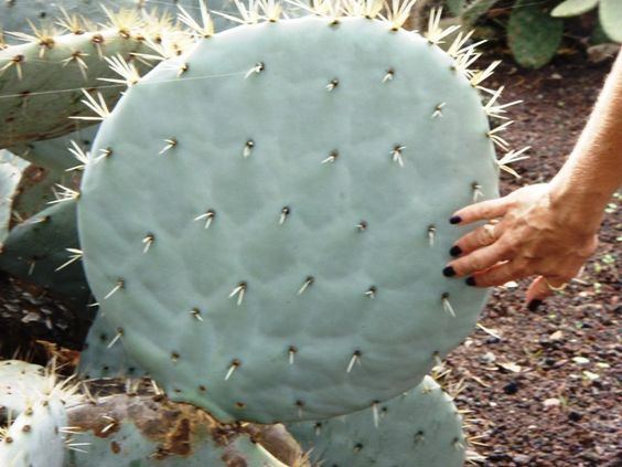 Opuntia robusta Opuntia Robusta Cactus Pinterest