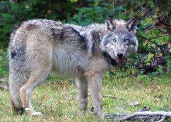 OR-7 1000 images about Journey OR7 Oregon Wolf and Other Wolf