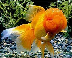Oranda Oranda Goldfish Oranda Fancy Goldfish Information Care and Pictures