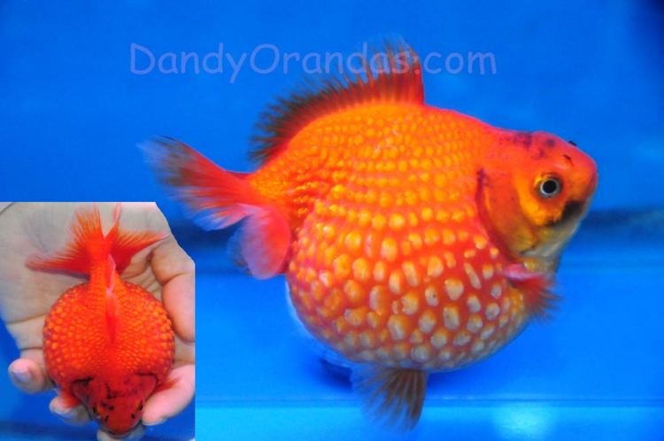 Oranda DandyOrandascom Collector and Show Quality Goldfish