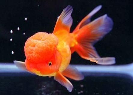 Oranda 17 Best ideas about Oranda Goldfish on Pinterest Fish Pretty fish