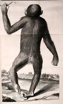 Orang-Outang, sive Homo Sylvestris uploadwikimediaorgwikipediacommonsthumb44f