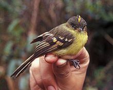 Orange-banded flycatcher httpsuploadwikimediaorgwikipediacommonsthu