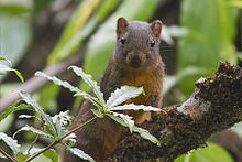 Orange-bellied Himalayan squirrel httpsuploadwikimediaorgwikipediacommonsthu