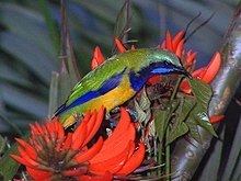 Orange-bellied leafbird httpsuploadwikimediaorgwikipediacommonsthu