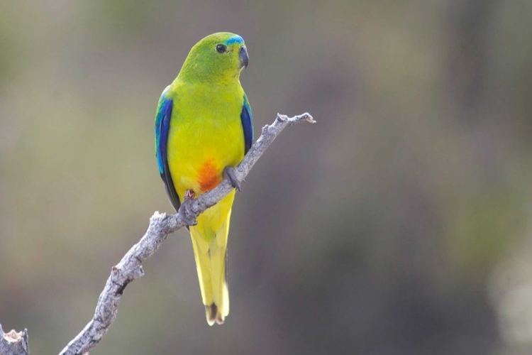 Orange-bellied parrot Heartbreaking39 bacterial infection kills 16 endangered orange