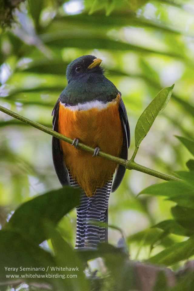 Orange-bellied trogon Orangebellied Trogon at El Valle Panama birding Whitehawk blog