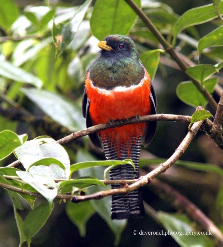 Orange-bellied trogon Nature Photography by Dave Roach Orangebellied Trogon Trogon