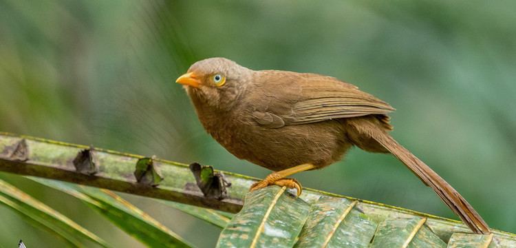 Orange-billed babbler Orange Billed Babbler List of birds of Sri Lanka