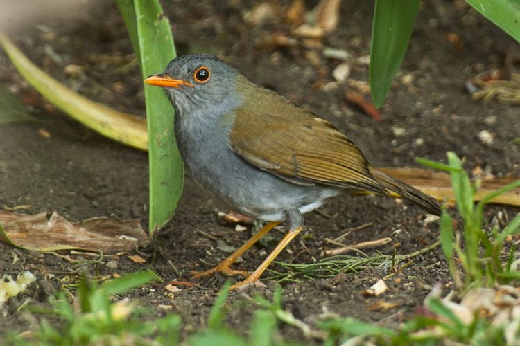 Orange-billed nightingale-thrush FileOrangebilled NightingaleThrush Panama H8O1767 16612451064