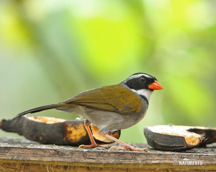 Orange-billed sparrow Orangebilled Sparrow Pictures Orangebilled Sparrow Images