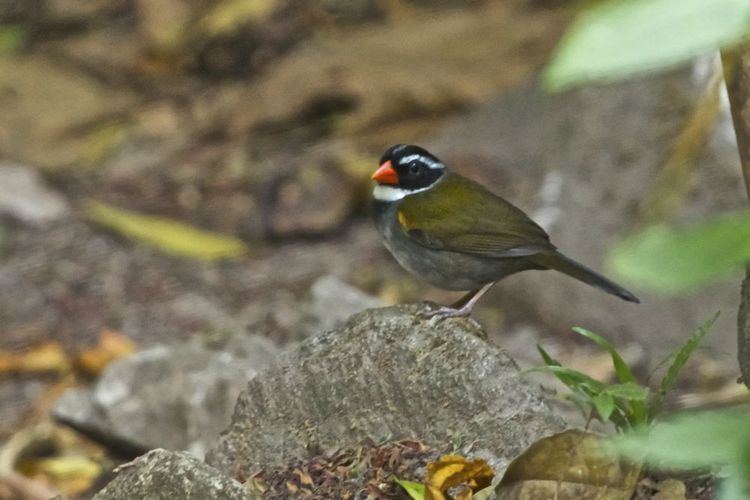 Orange-billed sparrow Panama39s Canopy Lodge Bird Life