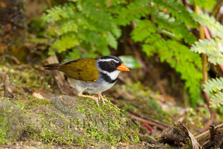 Orange-billed sparrow Orangebilled Sparrow Arremon aurantiirostris Ecuador Flickr