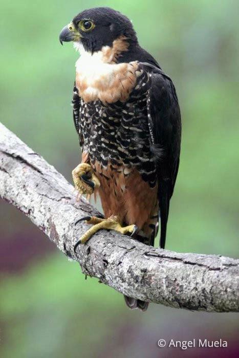 Orange-breasted falcon Orangebreasted Falcon Falco deiroleucus in Explore Raptors Facts