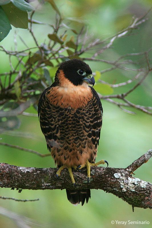 Orange-breasted falcon Orangebreasted Falcon Falco deiroleucus in Explore Raptors Facts