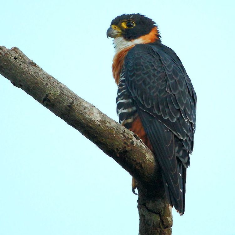 Orange-breasted falcon httpsuploadwikimediaorgwikipediacommonsthu