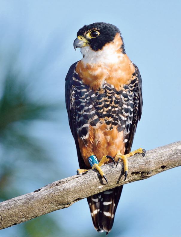 Orange-breasted falcon Rescuing the Orangebreasted Falcon Icon of the Rainforest All