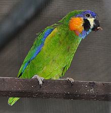 Orange-breasted fig parrot httpsuploadwikimediaorgwikipediacommonsthu