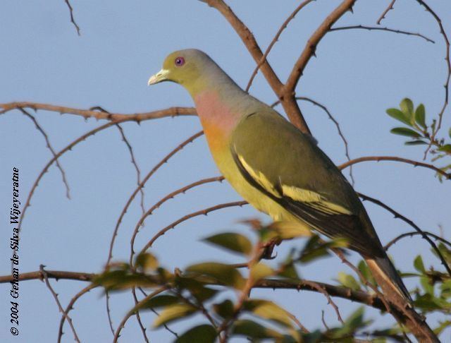 Orange-breasted green pigeon orientalbirdimagesorgimagesdataorangebreasted