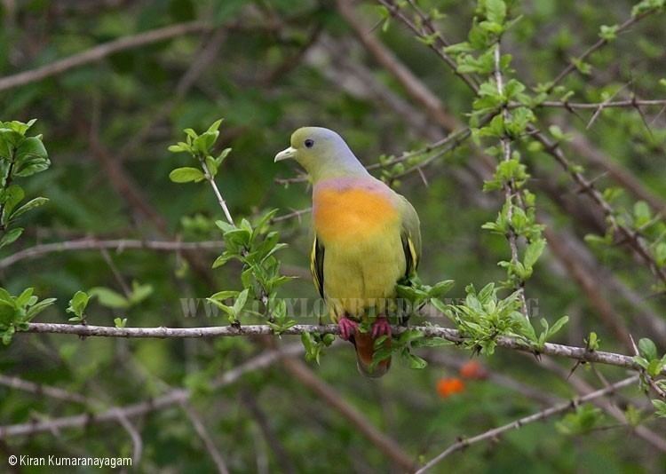 Orange-breasted green pigeon Ceylon Bird Club Birds of Sri Lanka sri lankan birds endemic