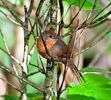 Orange-breasted thornbird httpsuploadwikimediaorgwikipediacommonsthu