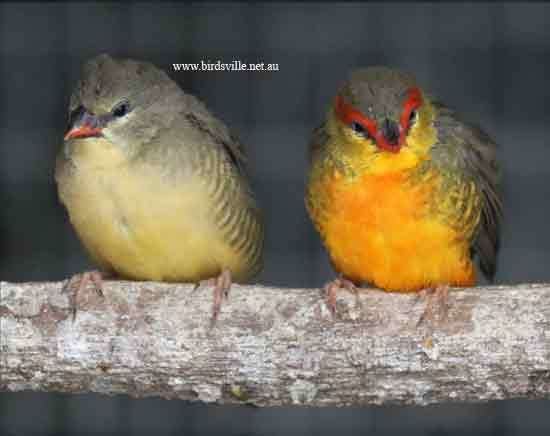 Orange-breasted waxbill Orange Breasted Finch Information Birdsville