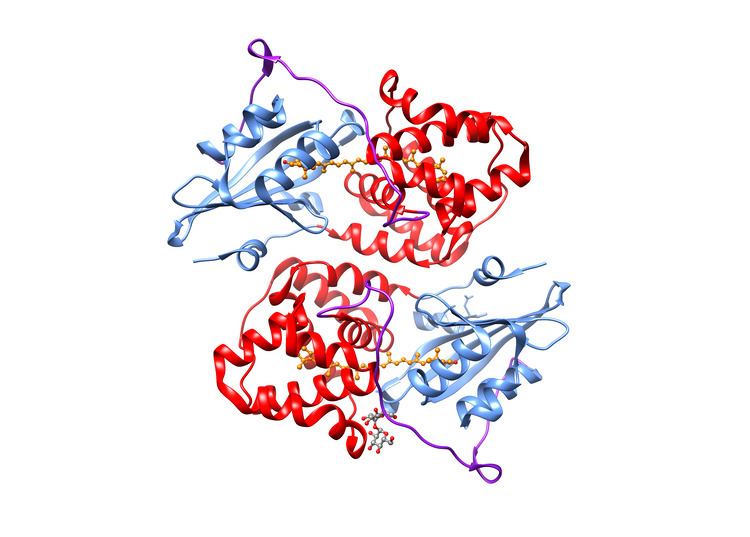 Orange carotenoid protein FileRibbon view of the Orange Carotenoid Protein Structure 1M98png