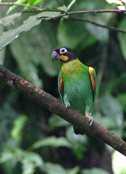 Orange-cheeked parrot Mangoverde World Bird Guide Photo Page Orangecheeked Parrot