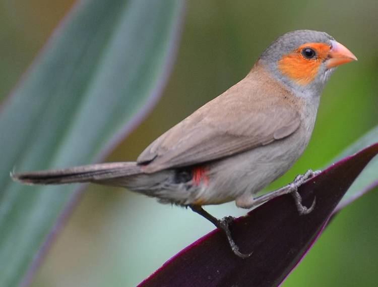 Orange cheeked waxbill - Alchetron, The Free Social Encyclopedia