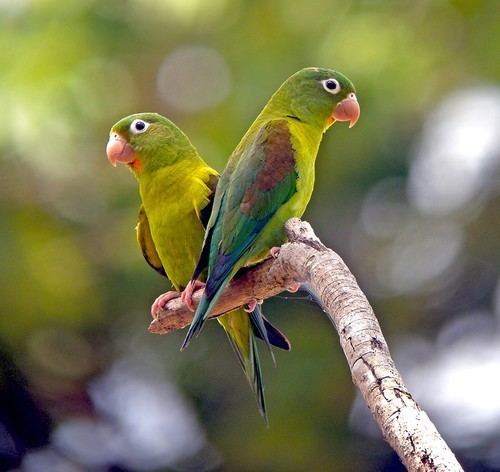 Orange-chinned parakeet Birds Parrots Orangechinned Parakeet Colombia PARROTS OF THE