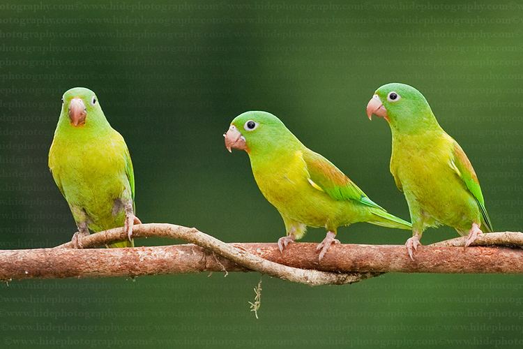 Orange-chinned parakeet HidePhotography Home