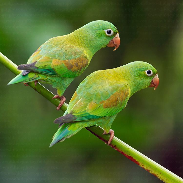 Orange-chinned parakeet HidePhotography Home