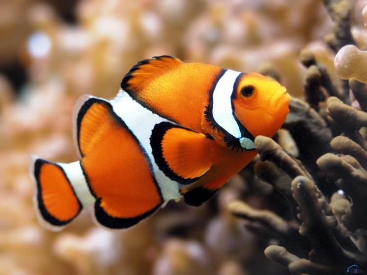 Orange clownfish saltwaterfishcozawpcontentuploads201507per
