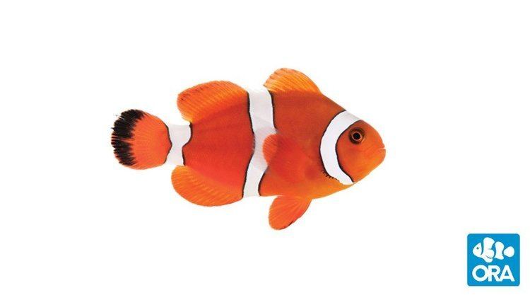 Orange clownfish Blood Orange Clownfish Premnas biaculeatus x Amphiprion ocellaris