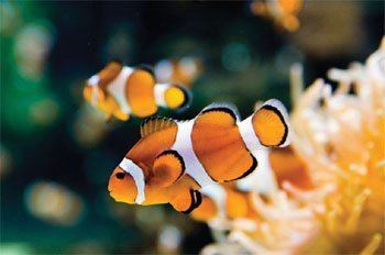 Orange clownfish Clownfish