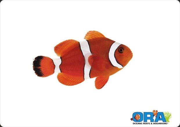 Orange clownfish Blood Orange Clownfish is ORA39s first intentional hybrid clown