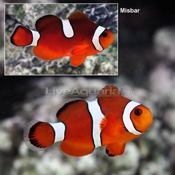 Orange clownfish Saltwater Aquarium Corals for Marine Reef Aquariums Blood Orange
