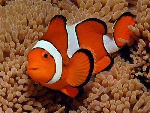 Orange clownfish Life of Orange Clownfish Life of Sea