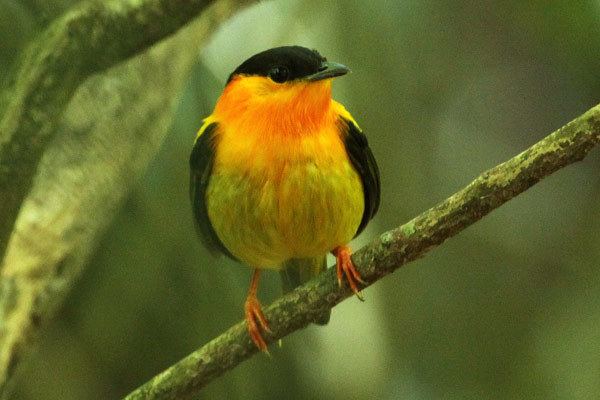 Orange-collared manakin Jupiter Birding Costa Rica Part 1