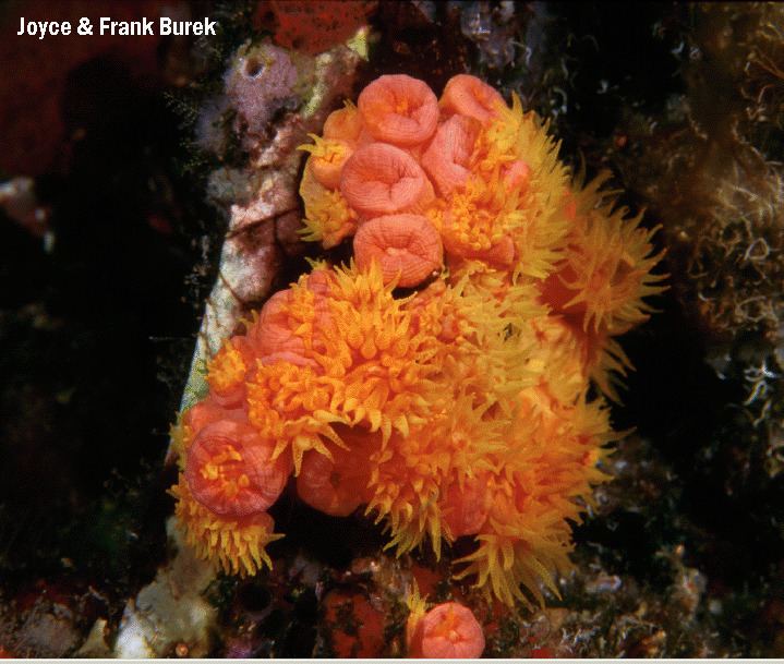 Orange cup coral Invasive Cup Coral at Flower Garden Banks National Marine Sanctuary