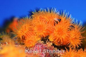 Orange cup coral Cup Corals
