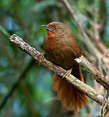 Orange-eyed thornbird httpsuploadwikimediaorgwikipediacommonsthu