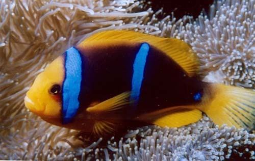 Orange-fin anemonefish Orangefin Anemonefish Amphiprion chrysopterus