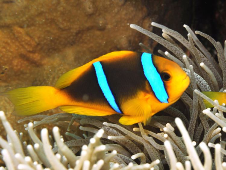 Orange-fin anemonefish wwwwetwebmediacomDamselPIXClownfishesA20chr